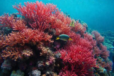 El coral blanqueado advierte una crisis marina