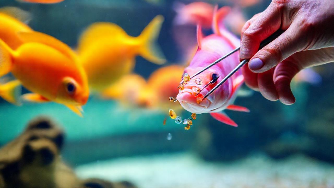 Observación cuidadosa de peces coloridos