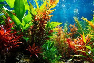 Un acuario tropical exuberante y sereno