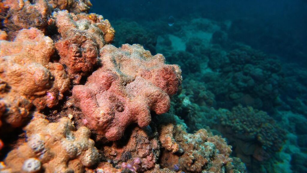 El coral enferma exige soluciones urgentes