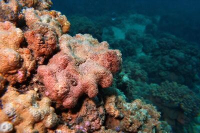 El coral enferma exige soluciones urgentes