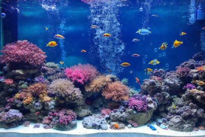 Un acuario marino vibrante y sereno