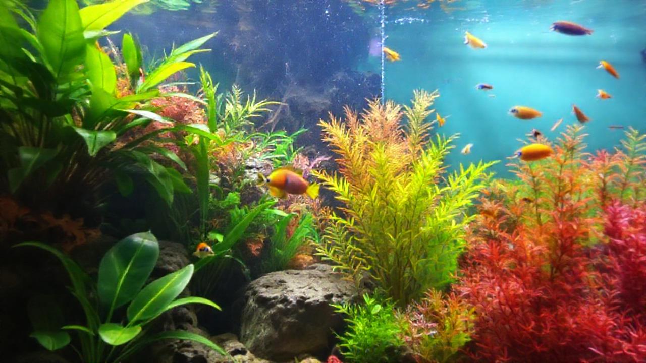 Un acuario tropical vibrante y sereno