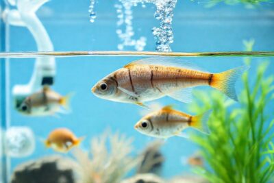 Un acuario saludable con peces brillantes