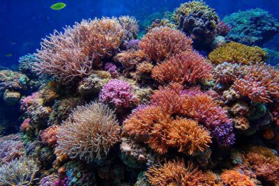 El coral vibrante en acuario es bello