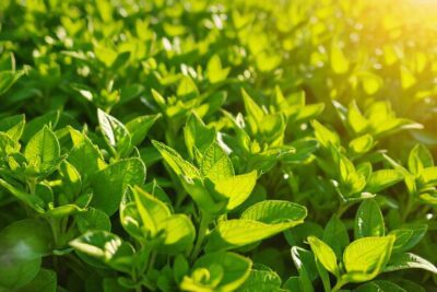 Un jardín exuberante irradia salud y esperanza
