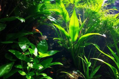 Un acuario tropical vibrante y tranquilo