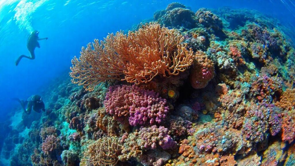 Investigación submarina revela corales vibrantes