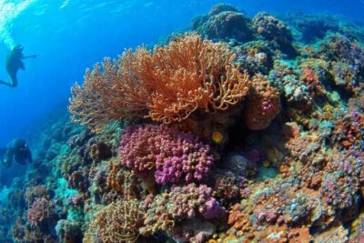 Investigación submarina revela corales vibrantes