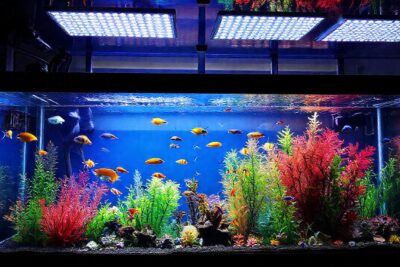 Un acuario hermoso y lleno de vida