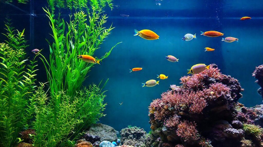 Un acuario vibrante y equilibrado