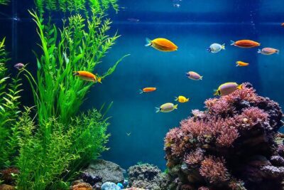 Un acuario vibrante y equilibrado