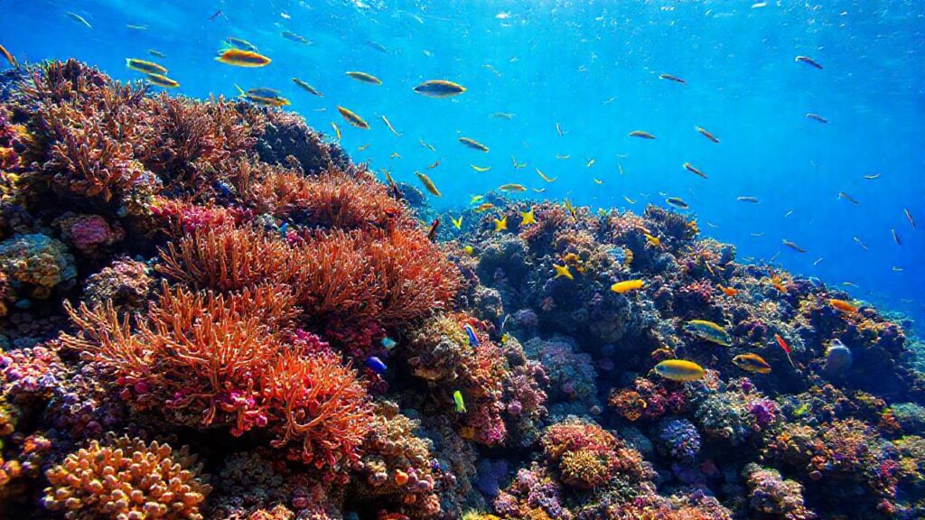 Arrecife de coral: vida marina vibrante