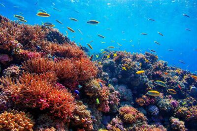 Arrecife de coral: vida marina vibrante