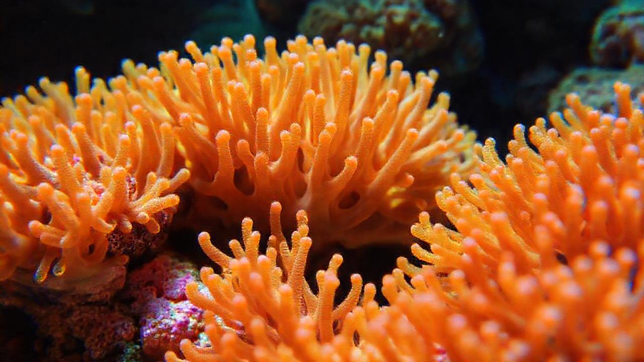 Arrecife de coral: belleza submarina detallada