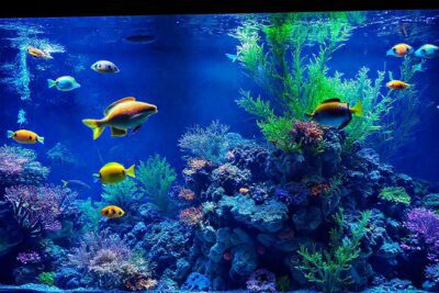 Un acuario hermoso y sereno