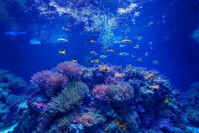 Arrecife de coral vibrante