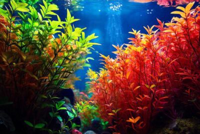 Un acuario sumergido