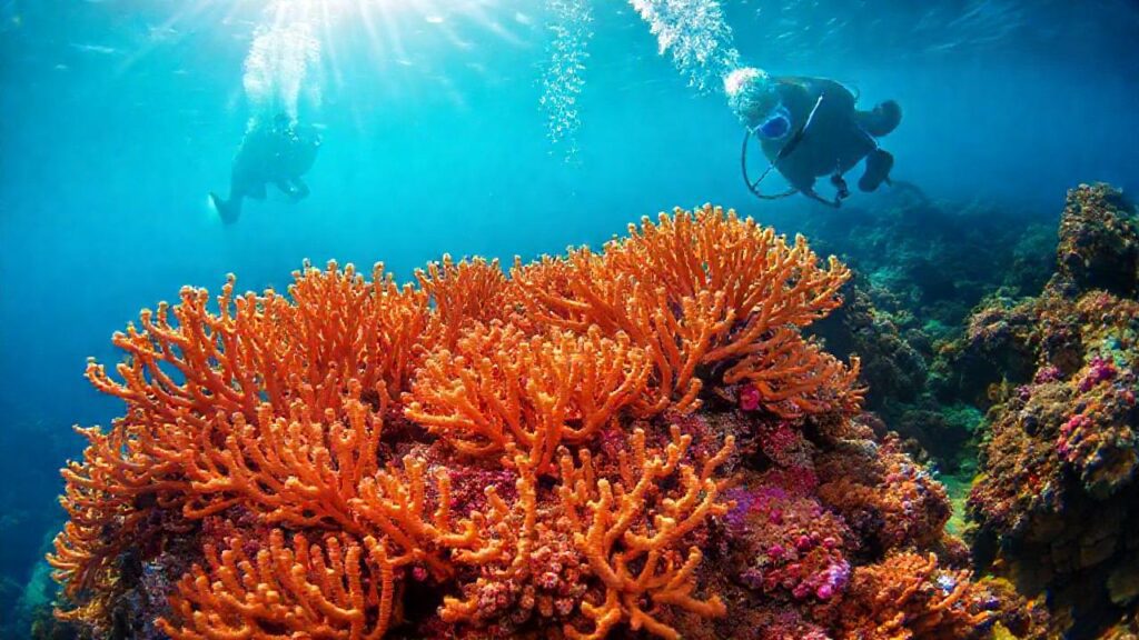 El coral brilla bajo la luz