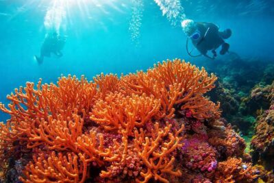 El coral brilla bajo la luz