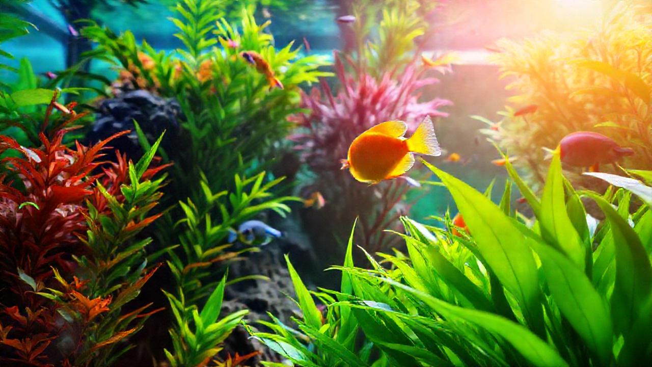 Un acuario tropical vibrante y sereno