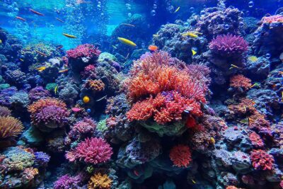 Un arrecife de coral vibrante e informativo