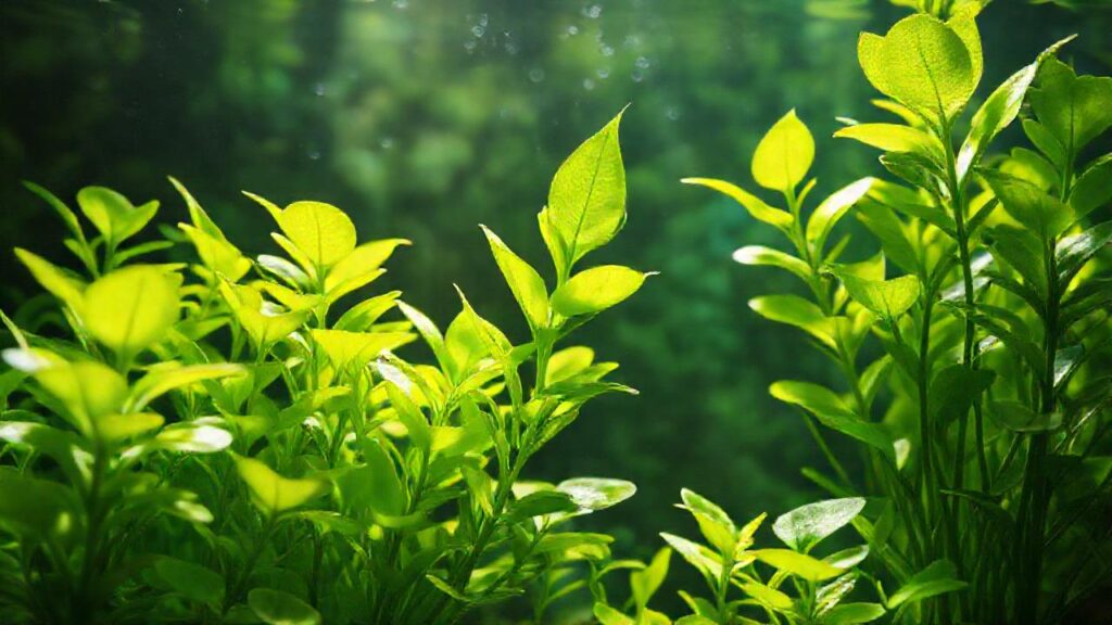 Plantas acuáticas vibrantes en agua serena