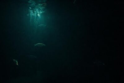 Un acuario oscuro con vida inquietante