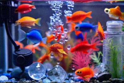 Pequeño acuario con peces vibrantes y serenidad