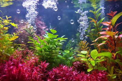 Un acuario sumergido ofrece belleza atmosférica
