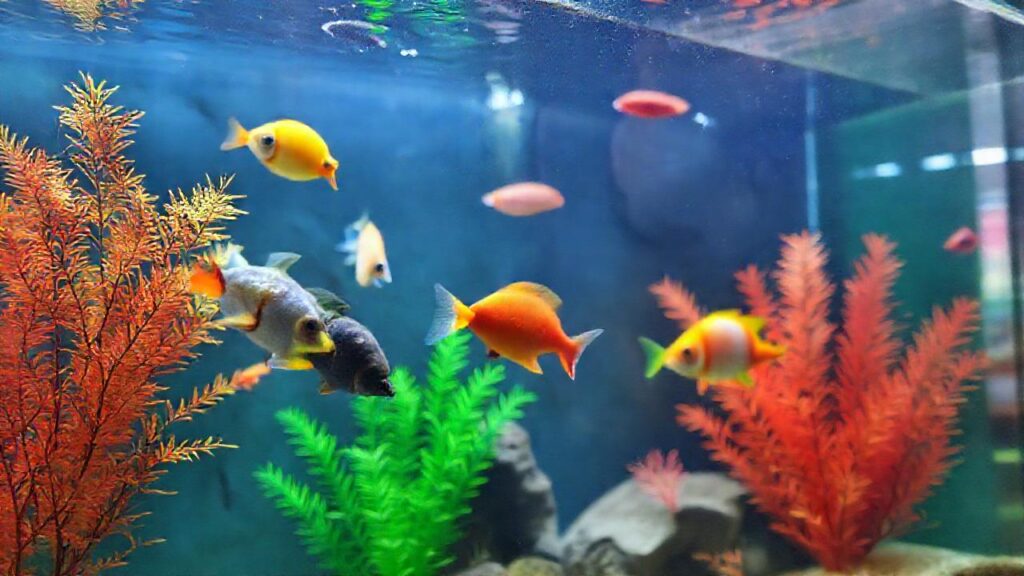 Un acuario vibrante