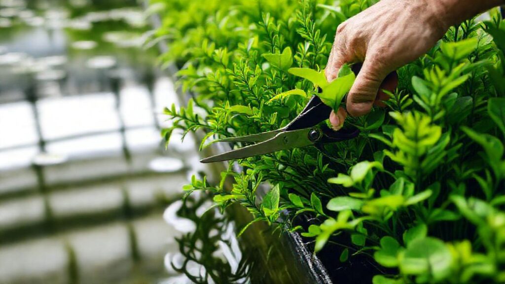 Jardinero experto poda vegetación acuática