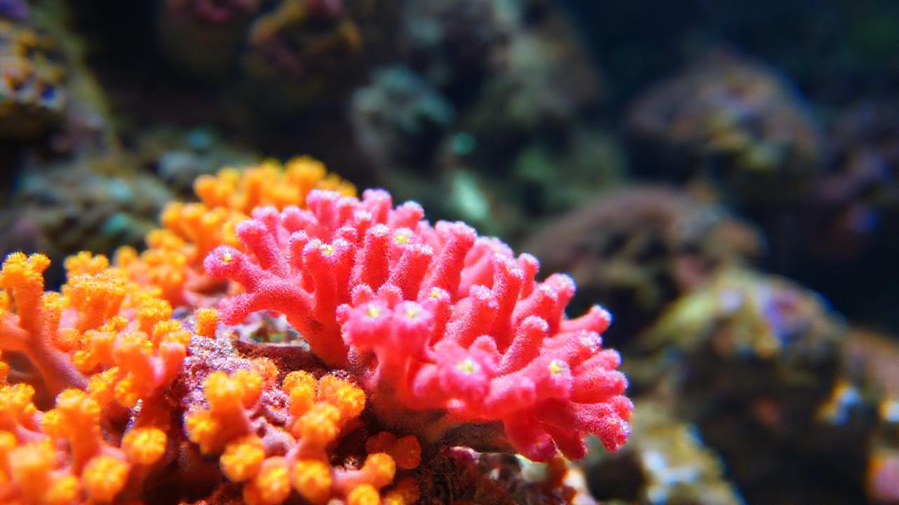 El coral Montipora exhibe belleza submarina