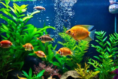 Un acuario tropical sano y colorido