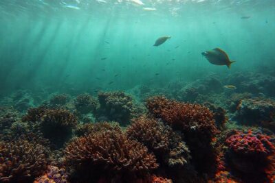 Arrecife coralino: degradación y advertencia sombría