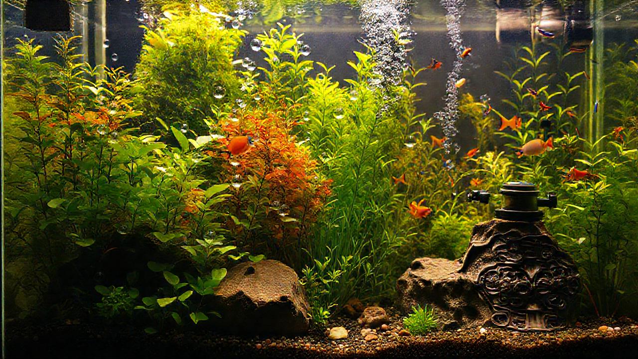 Un acuario tranquilo y colorido