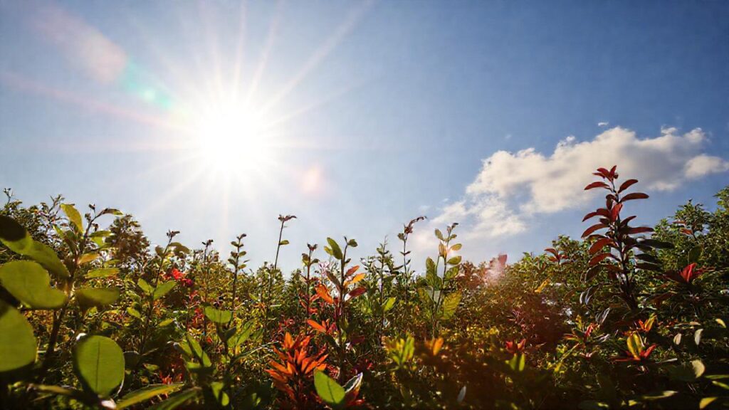 El sol impulsa el crecimiento vegetal