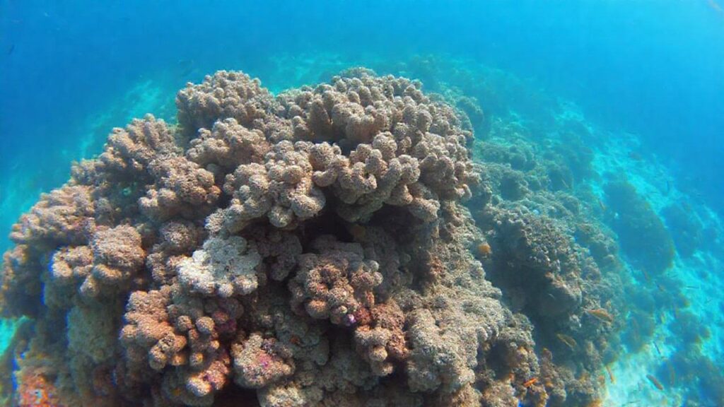 Arrecifes de coral sufren