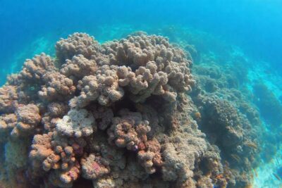 Arrecifes de coral sufren