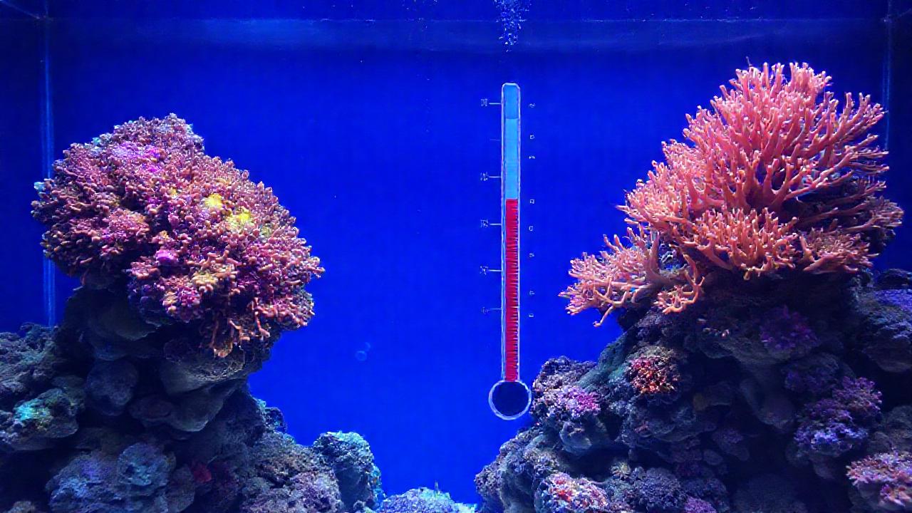 El arrecife coralino muestra contraste y estrés