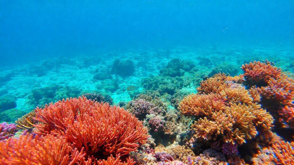 Arrecife de coral: belleza y salud