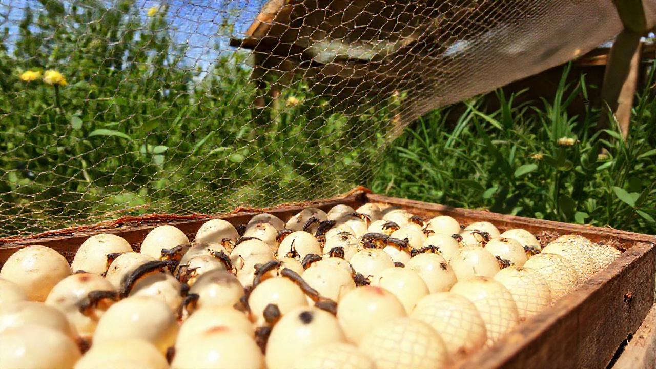 Mariposas en gallinas, entorno protegido
