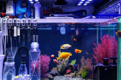 Herramientas de acuario: belleza y limpieza