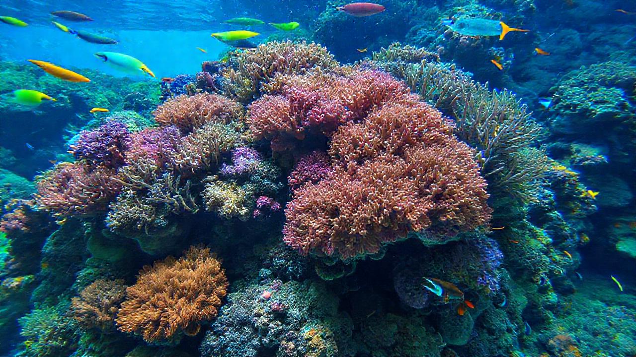 Arrecife de coral: belleza educativa submarina