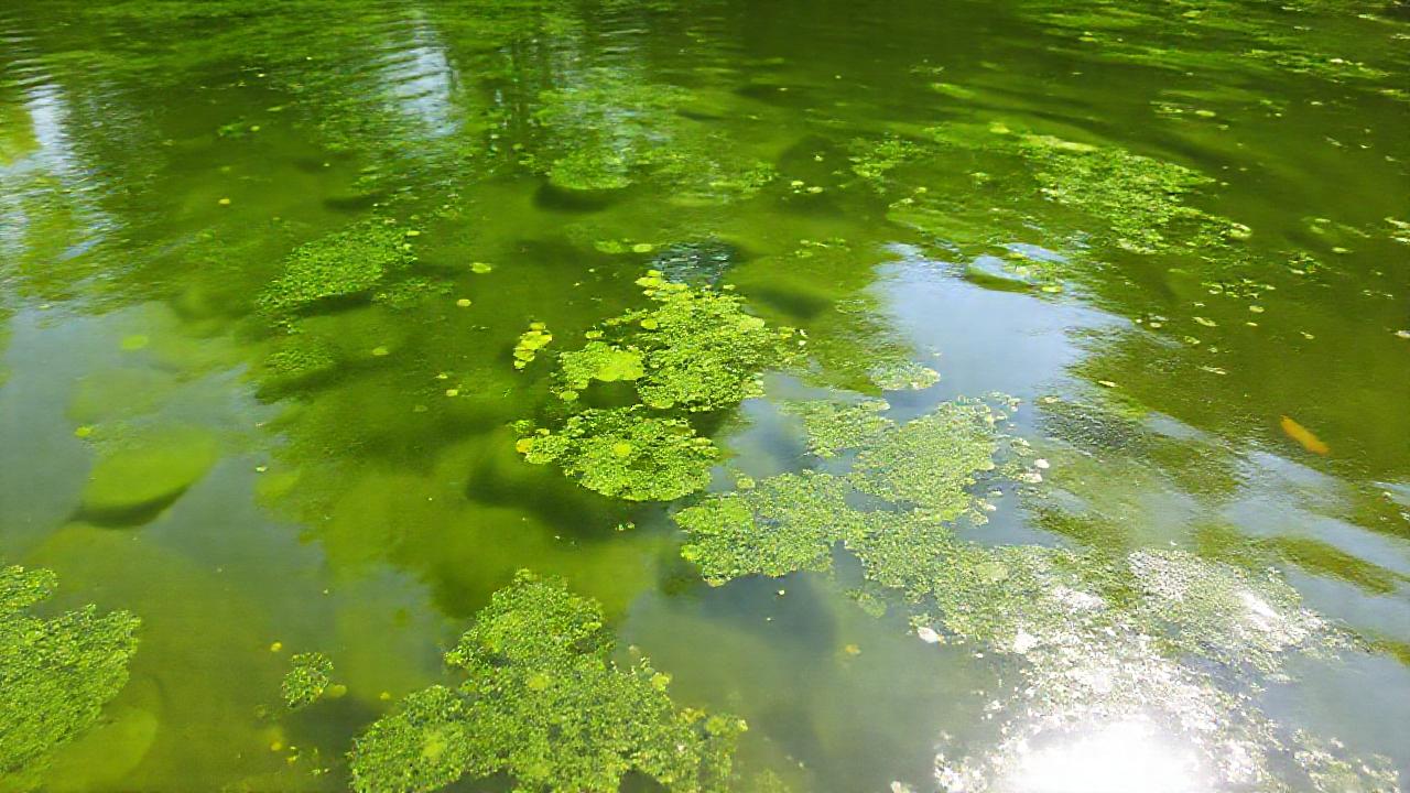 Lago sereno, verde y realista