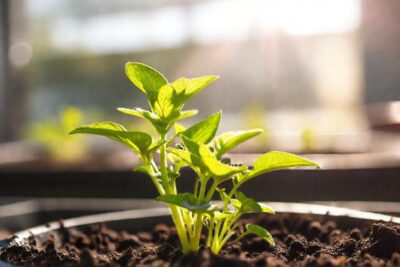 Una planta crece sana y feliz