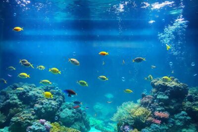 Un acuario tropical vibrante y realista
