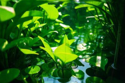 Luz y agua crean belleza acuática