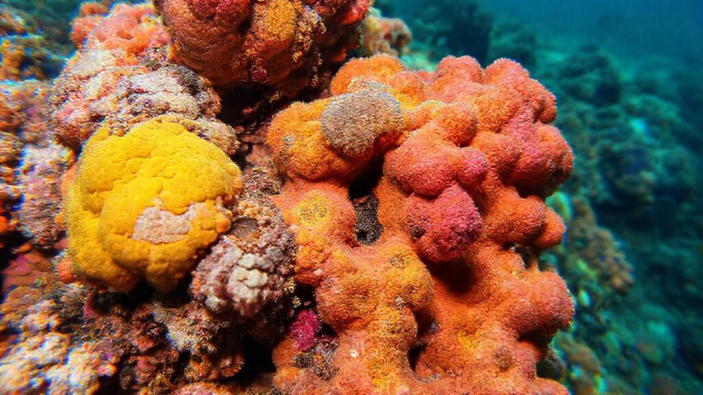 Coral frágil muestra belleza perturbadora