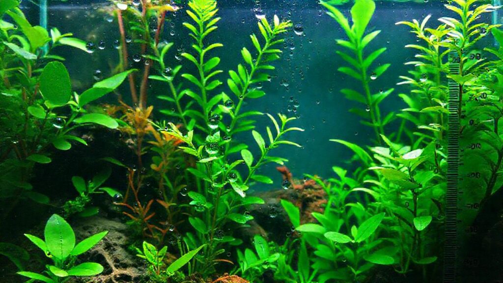 Un acuario tropical educativo muestra plantas vibrantes